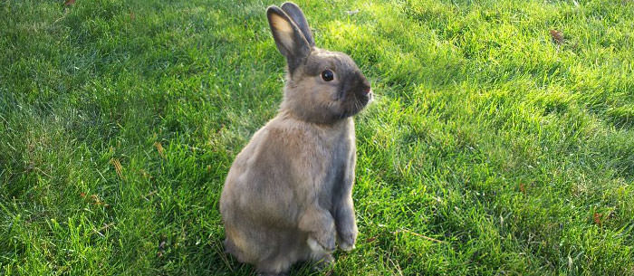 gray bunny on grass